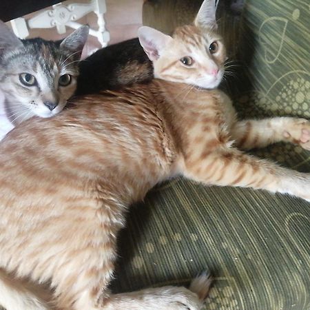 Orange Ville Villamassargia ภายนอก รูปภาพ